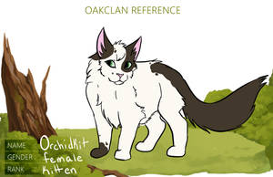 Orchidkit | Female | Kit | OakClan