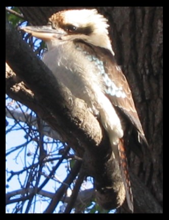 KooKaBuRRA in backyard