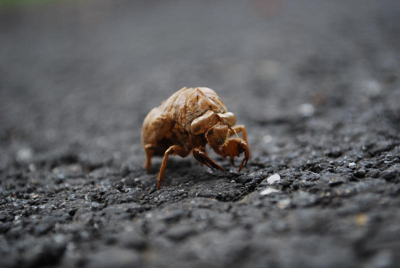 Alien Bug 2 by Crush-designs on DeviantArt