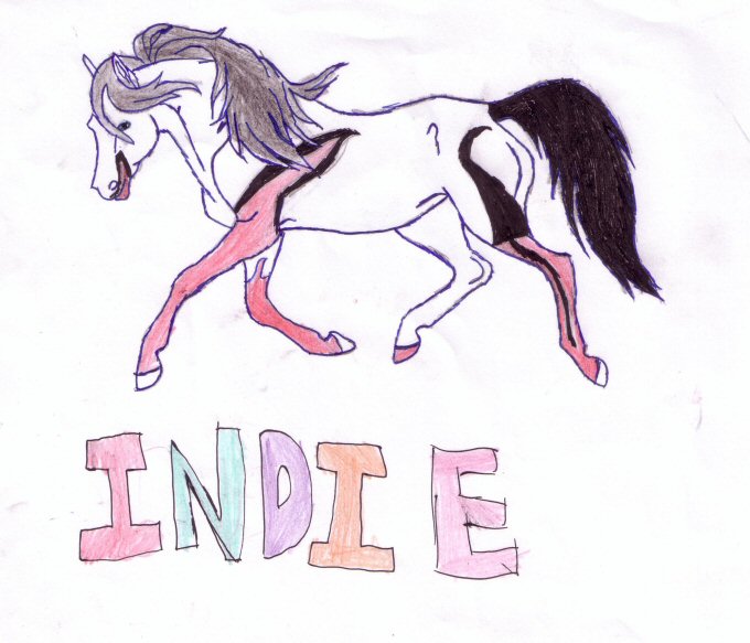 Indie the Harlequine horse