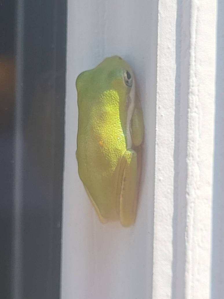 Green Tree Frog, again? by EliyahuShual on DeviantArt