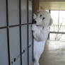Yr 12 Muck Up Day - Polar Bear - Hide and Seek