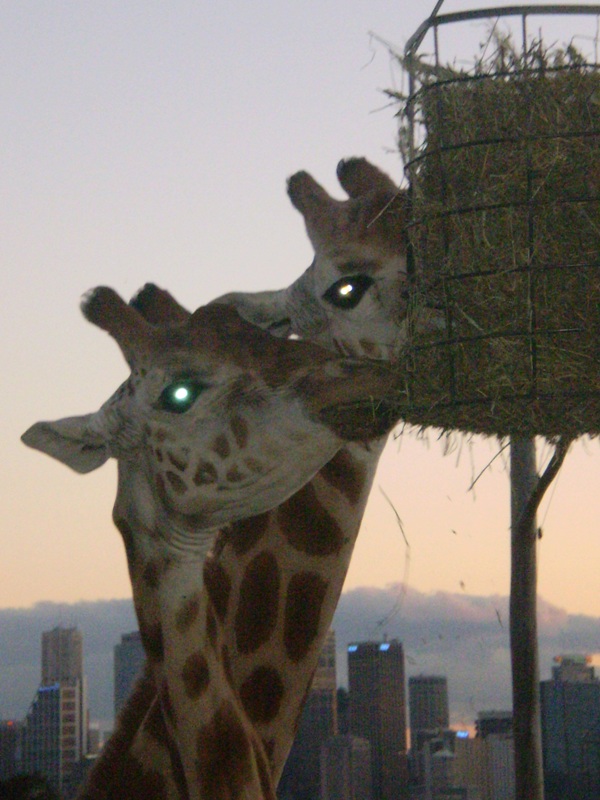 Giraffes at Dusk!