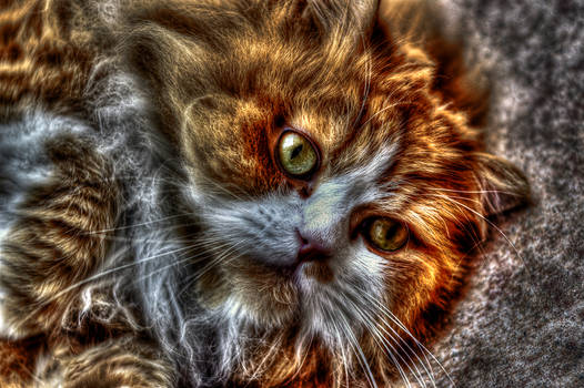 HDR Cat