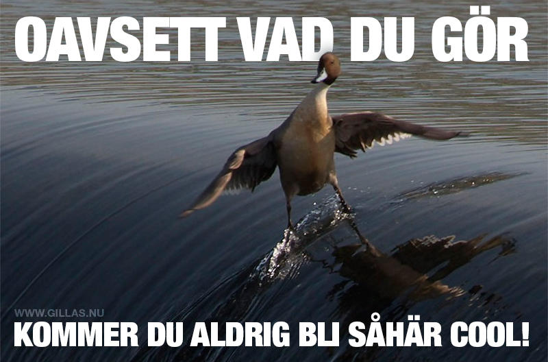 Swedish meme by FudgyQueen on DeviantArt