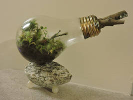 Terrarium in a Light Bulb
