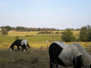 Horses