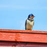 house swallow