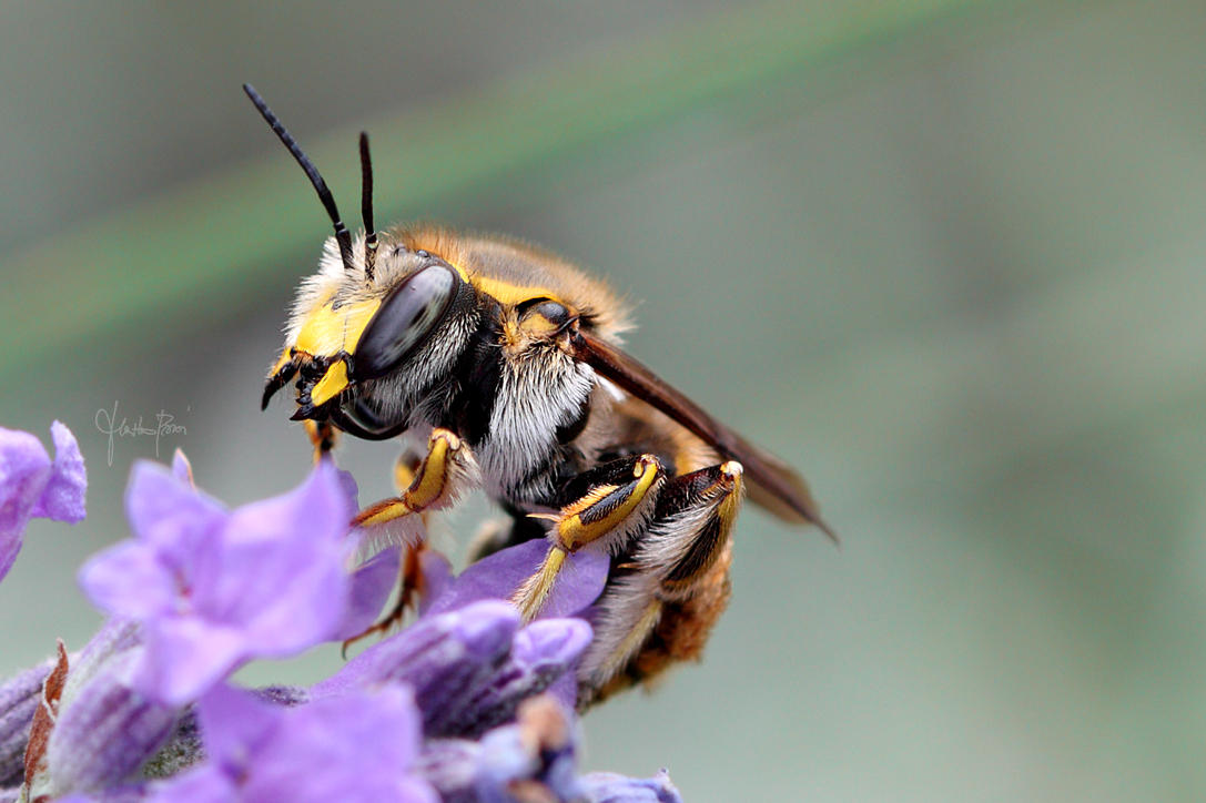 Bee Rzss Bzzz Bee by Bliss89 on DeviantArt
