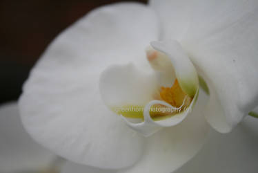 Orchidee.