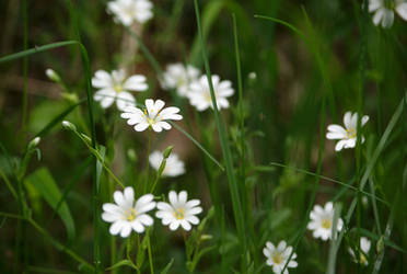 White spring flowers 2