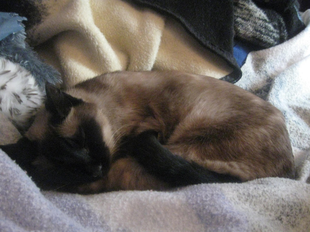 Siamese Nap Time