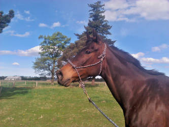 Pearl the ex racehorse