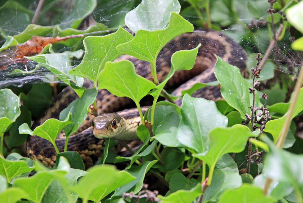 Garter Snake