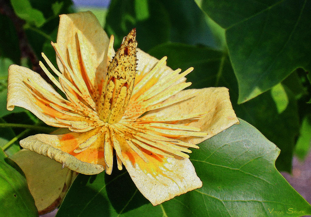 Tulip Tree Flower