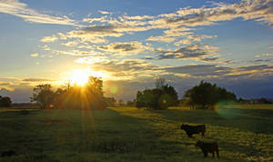 Indiana Pastoral