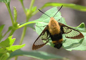 Hummingbird Moth