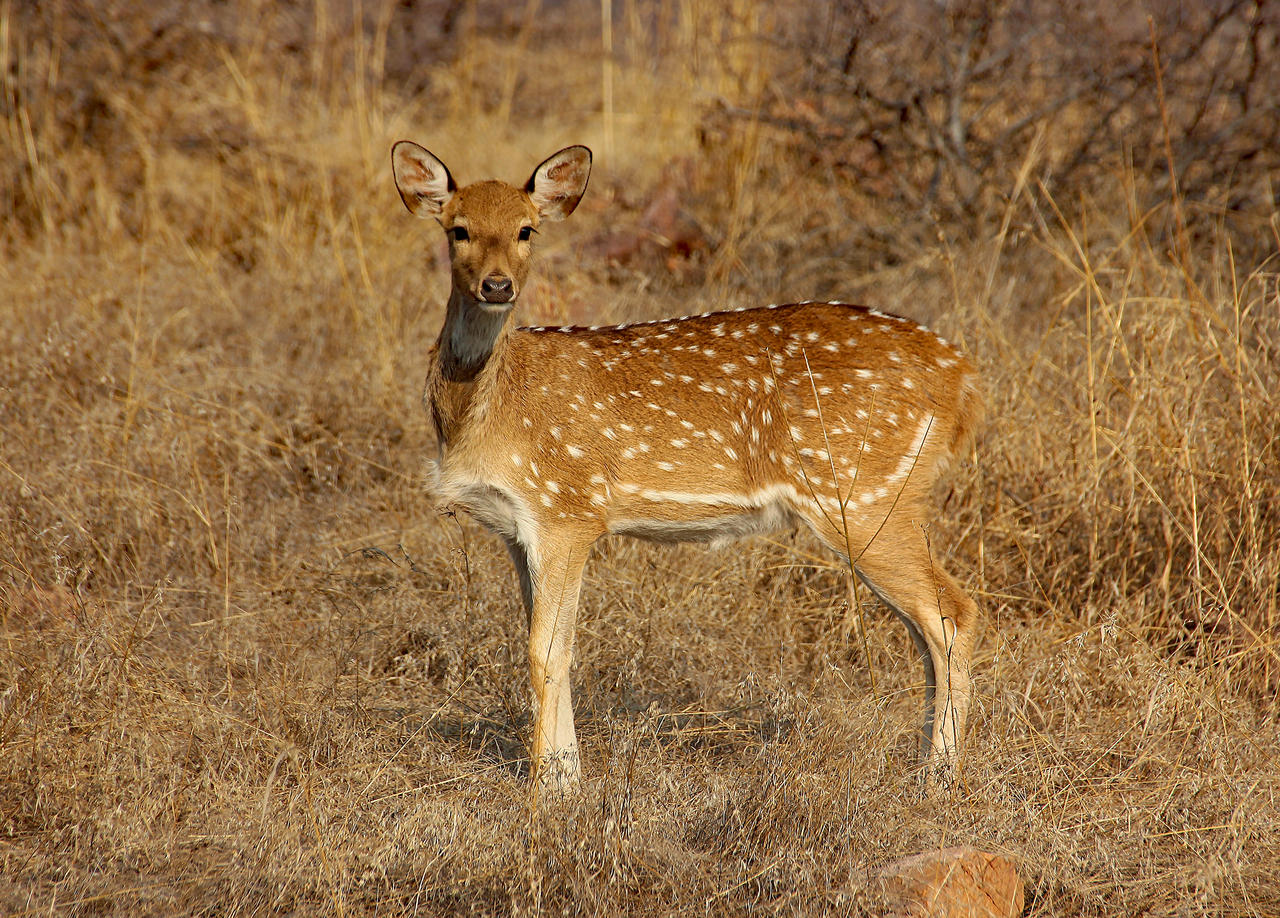Female Chital by vseger on DeviantArt