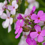 Sweet Rockets in Lavender with White