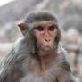Macaque at Galtaji Temple
