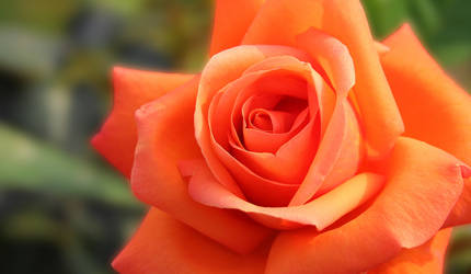 Orange Rose