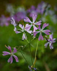 Phlox