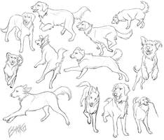 Ori - Golden Retriever Poses