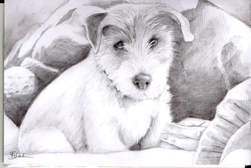 Puppy sketch