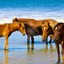 Outer Banks Horses