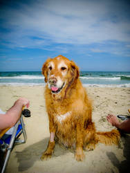 Dog Loves Beach