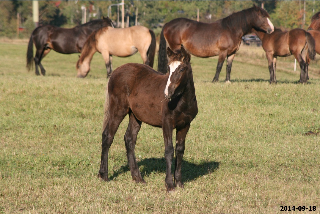 Mares and foals1