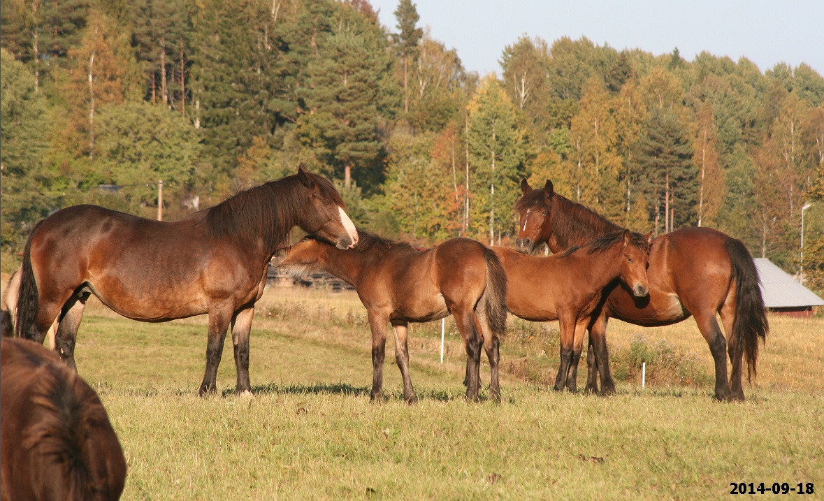 Mares and foals2