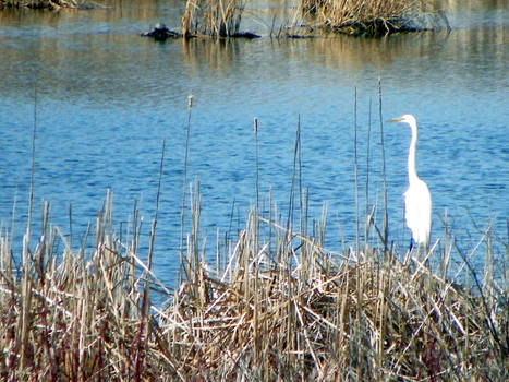 Common Egret