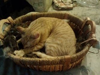 Kitten in a Basket