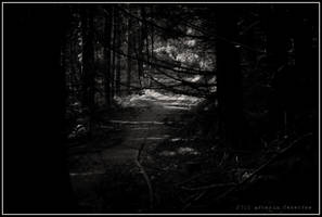 Durch den tiefen dunklen Wald