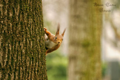 squirrel