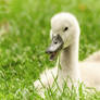 swan / cygnet