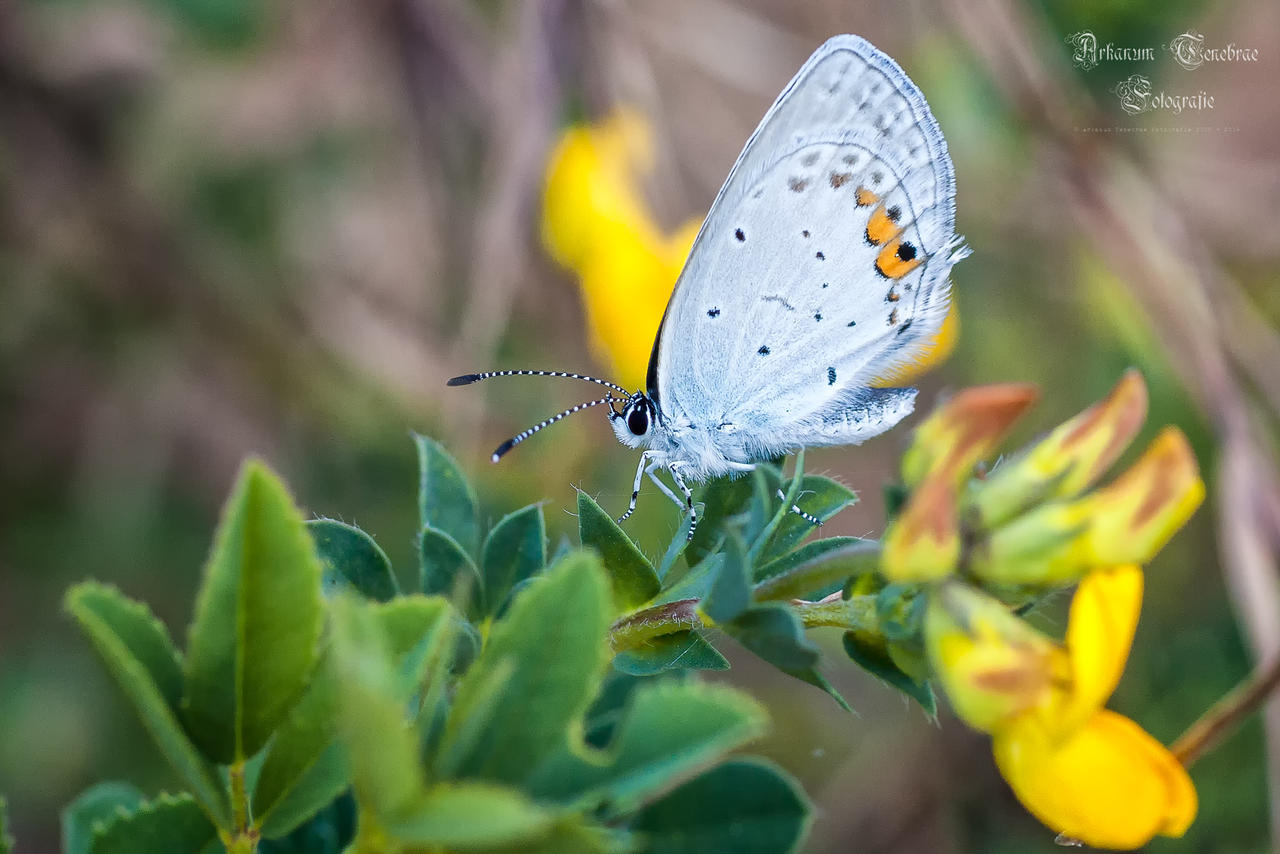 Lycaenidae Butterlfy