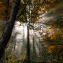 Autumn Forest