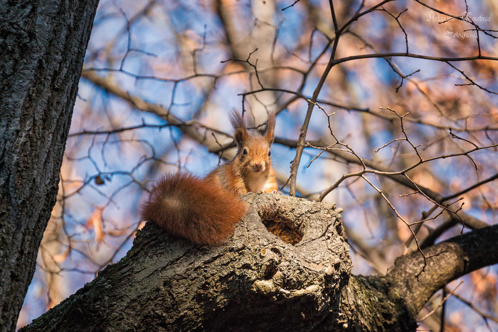 red squirrel