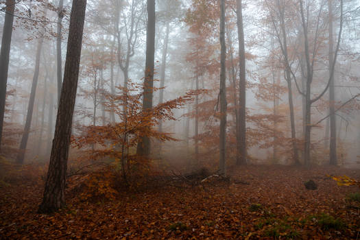 Autumn Forest