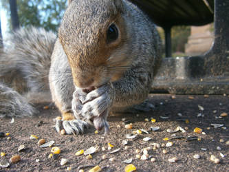 Lovely Squirrel