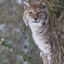 Lynx in Tree 4