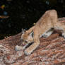 Lynx Cub