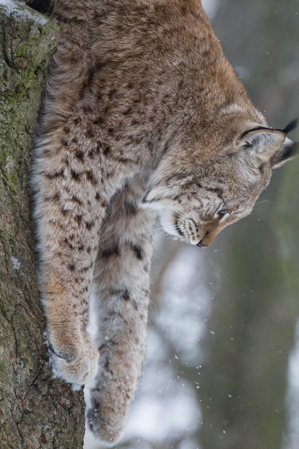 Lynx Climbing Down