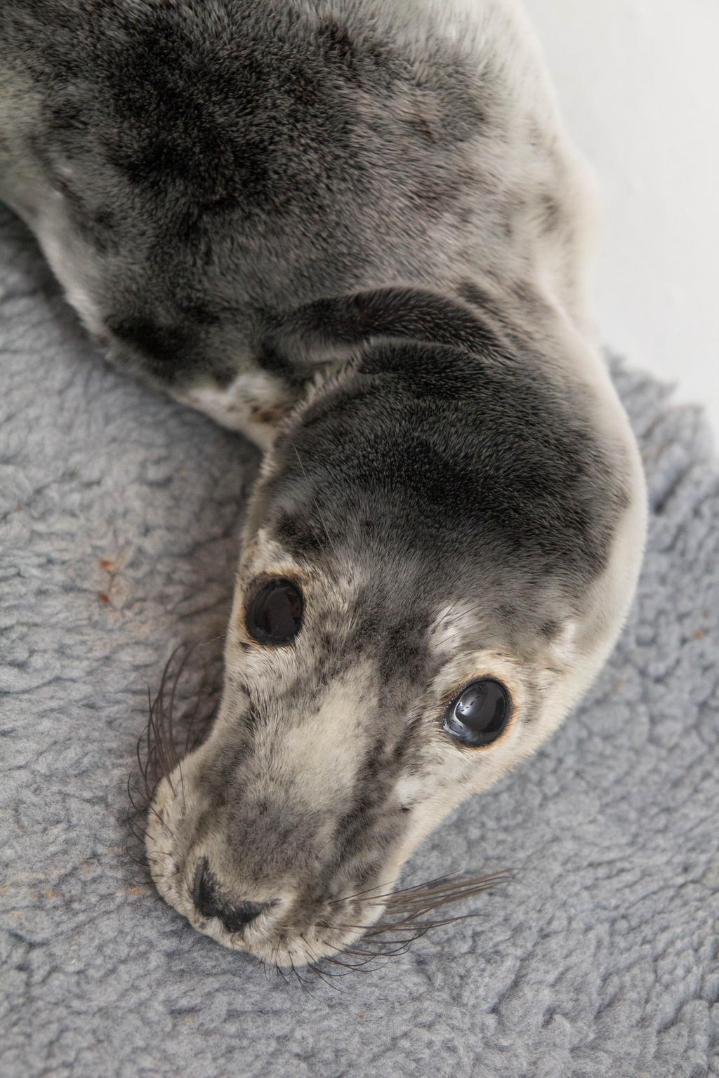 Grey Seal Cub Pyttan 6