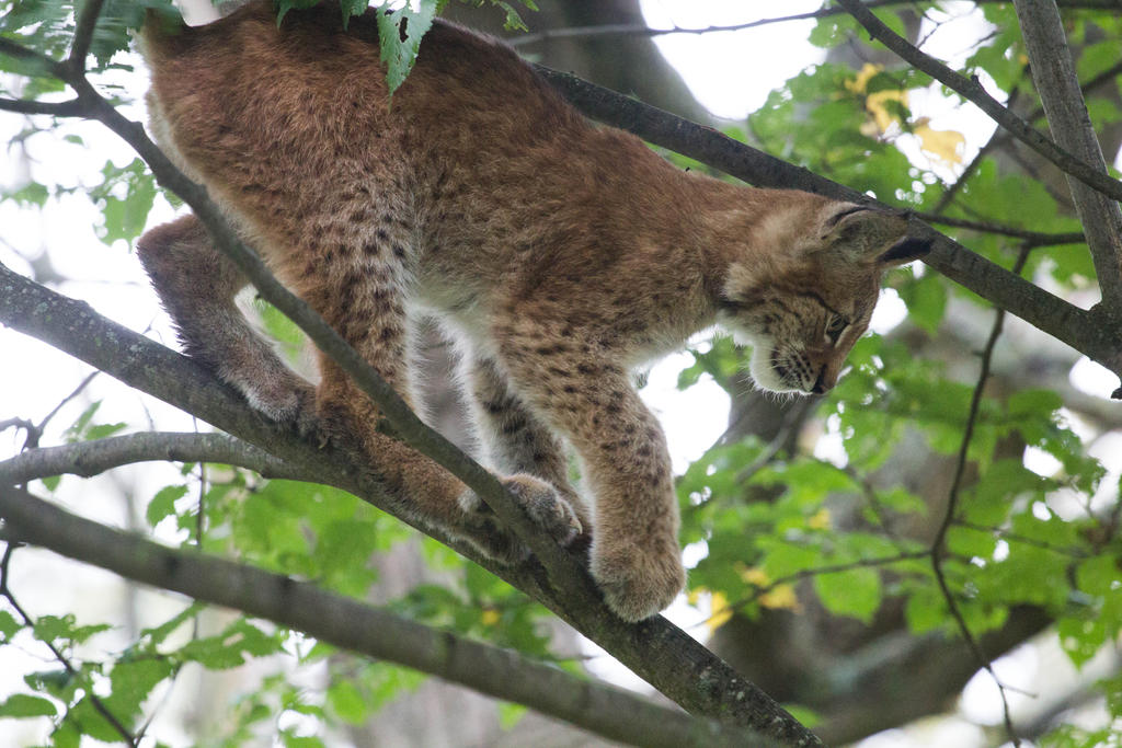 Lynx Cub in Tree 1