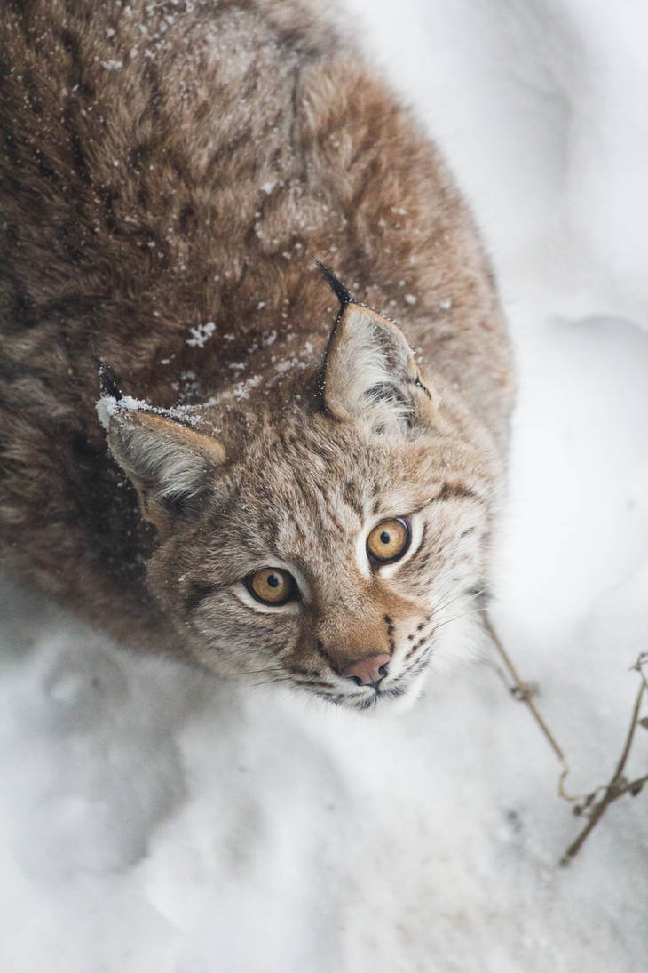 Winter Lynx Look
