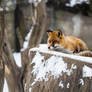 Resting Red Fox