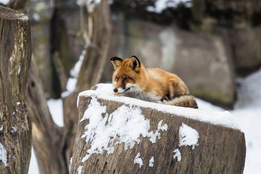 Resting Red Fox